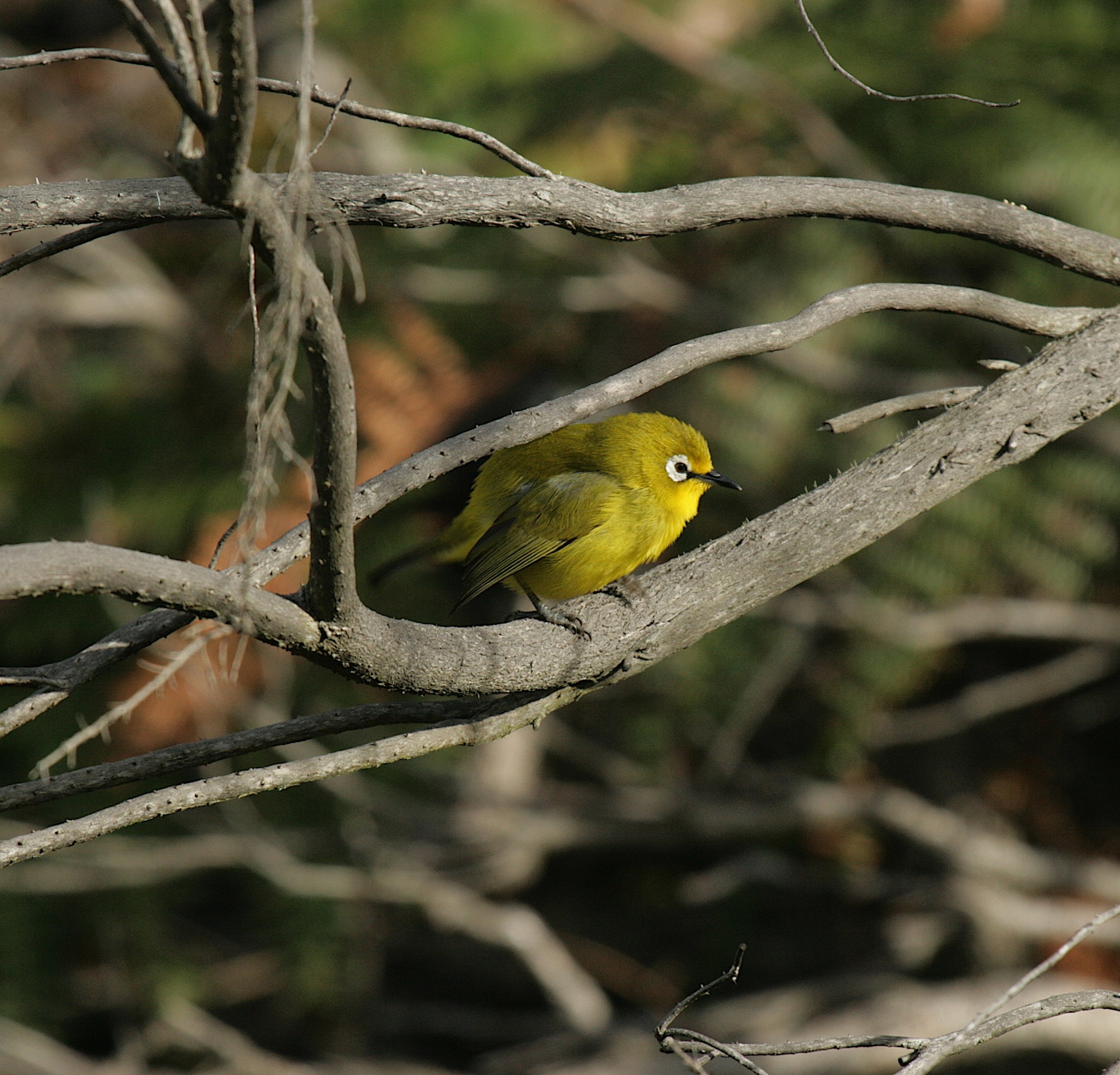 Kirk's White-eye illustration