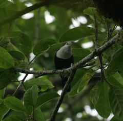 Alectroenas sganzini