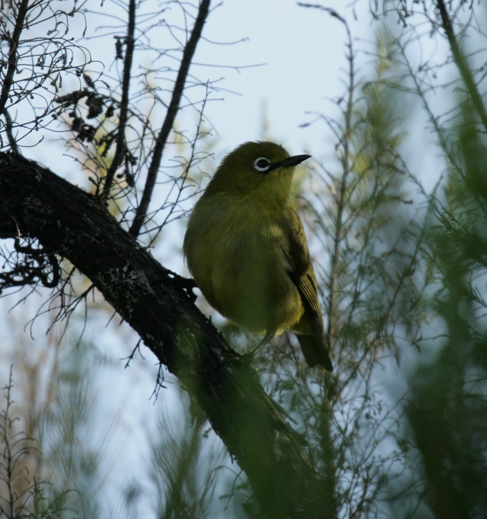 Karthala White-Eye