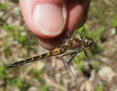 Dorocordulia lepida