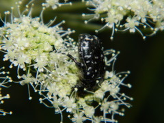 Oxythyrea funesta