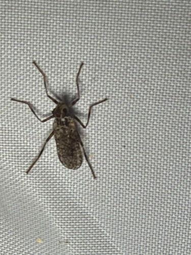 Unknown species found near El Portal Dr, Hollywood Park, TX, US
