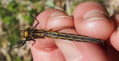 Dorocordulia lepida