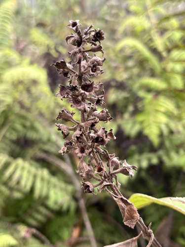 Phyllostegia velutina observed 2026-03-03
