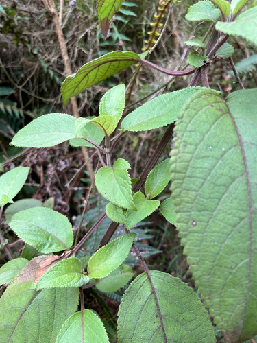Phyllostegia velutina observed 2026-03-03