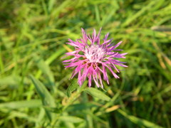Centaurea jacea