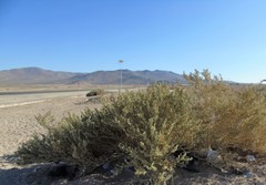 Atriplex atacamensis