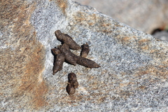 Marmota flaviventris