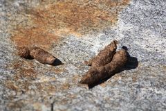 Marmota flaviventris
