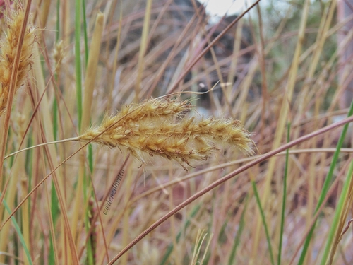 Eulaliopsis binata