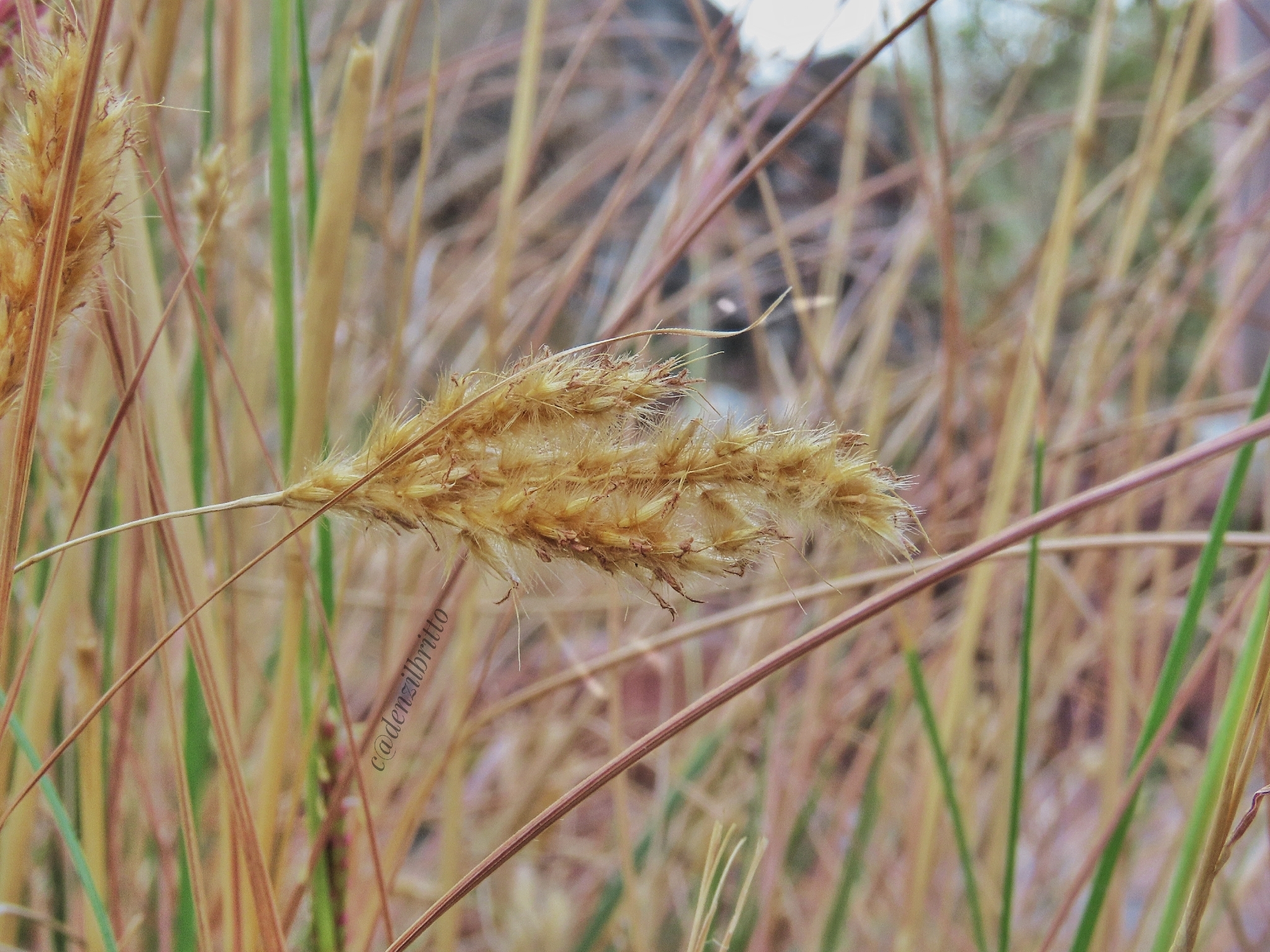 Eulaliopsis binata