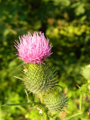 Cirsium vulgare
