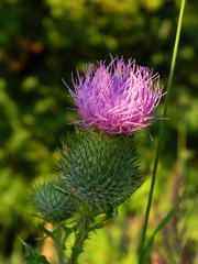 Cirsium vulgare