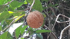 Hydnocarpus pentandrus