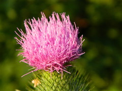 Cirsium vulgare