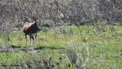 Damaliscus pygargus pygargus