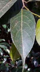 Hydnocarpus pentandrus