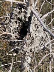 Crematogaster parapilosa