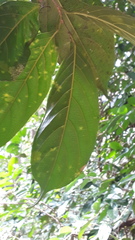 Hydnocarpus pentandrus