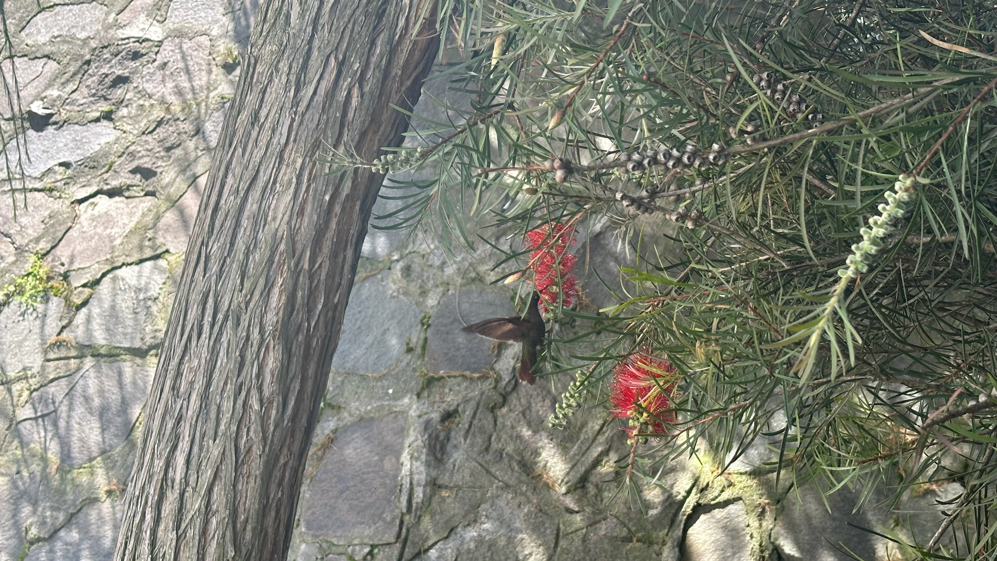 Tyrian Metaltail (Metallura tyrianthina), photo 2
