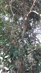 Hydnocarpus pentandrus