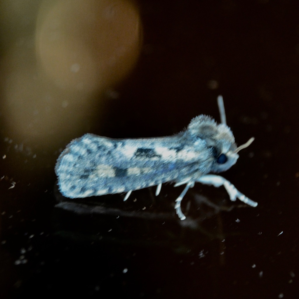 Clemens' Grass Tubeworm Moth from 10608 Forestgate Pl, Glenn Dale, MD ...