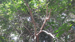 Hydnocarpus pentandrus