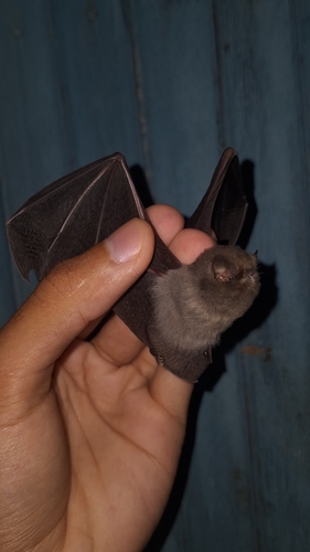 Thumbless Bat