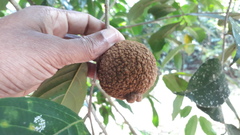 Hydnocarpus pentandrus