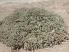 Atriplex atacamensis