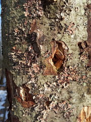 Nectriopsis rubefaciens