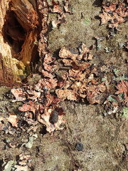 Nectriopsis rubefaciens