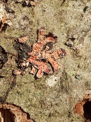 Nectriopsis rubefaciens