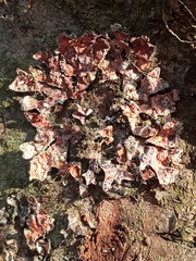 Nectriopsis rubefaciens