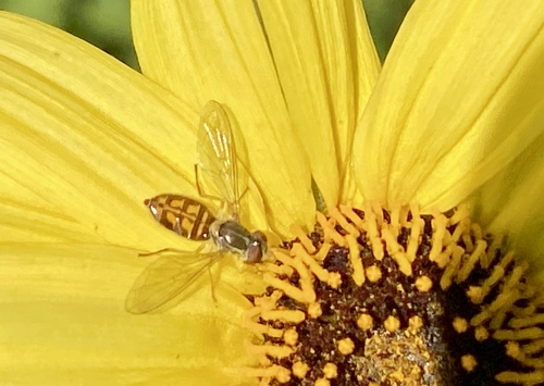 Unknown species found near Coto De Caza, CA 92679, USA