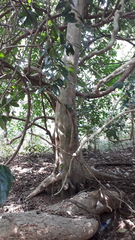 Hydnocarpus pentandrus