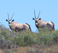 Oryx gazella