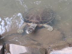 Phrynops geoffroanus