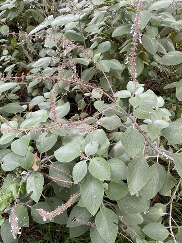 Coleus argentatus, 2026-03-04