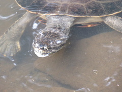 Phrynops geoffroanus