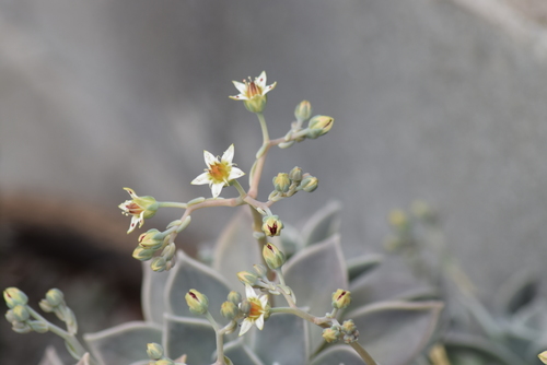 Graptopetalum paraguayense