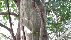 Hydnocarpus pentandrus