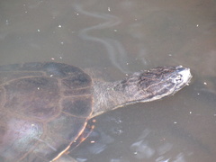 Phrynops geoffroanus