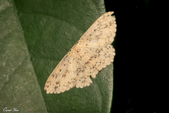 Perixera decretaria