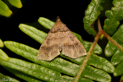 Bertula kosemponica