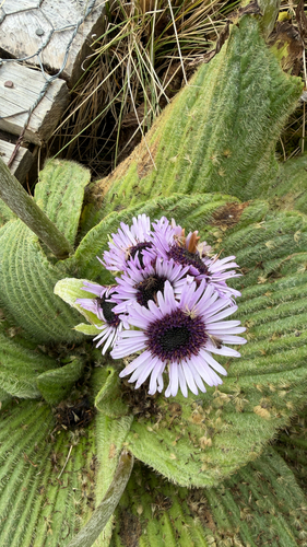 Pleurophyllum speciosum observed 2026-03-02