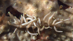 Phyllodesmium briareum