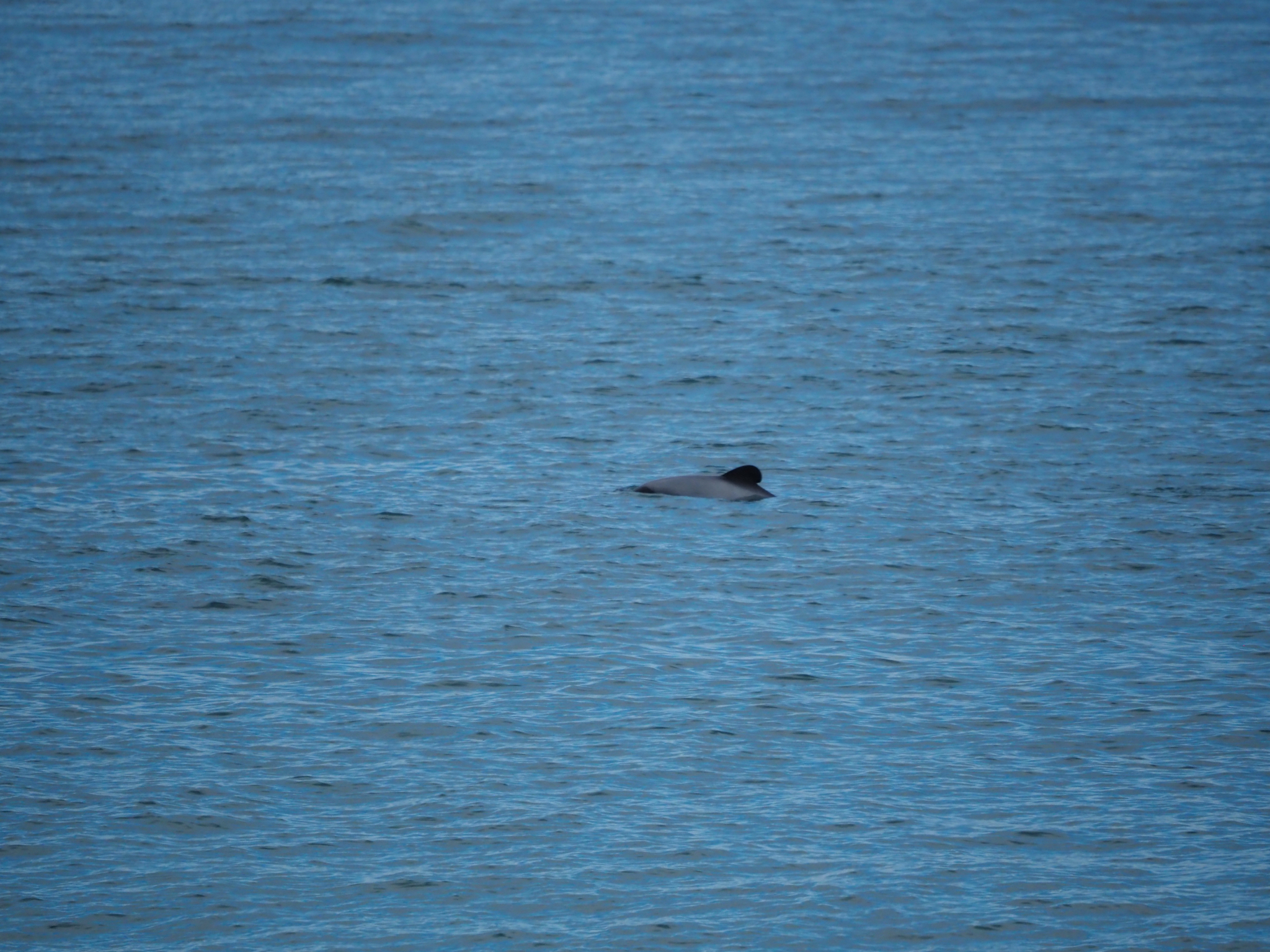Cephalorhynchus hectori