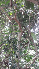 Hydnocarpus pentandrus