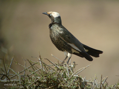 Lamprotornis albicapillus